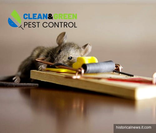 How to Find the Best Rodent Control Near Me: A Complete Guide to a Pest-Free Home
