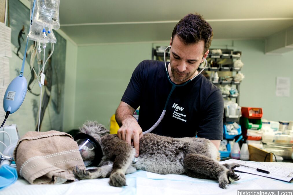 How to Find the Best Veterinarian Near Me: A Complete Guide to Quality Pet Care
